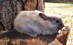 Angora Rabbit Colors