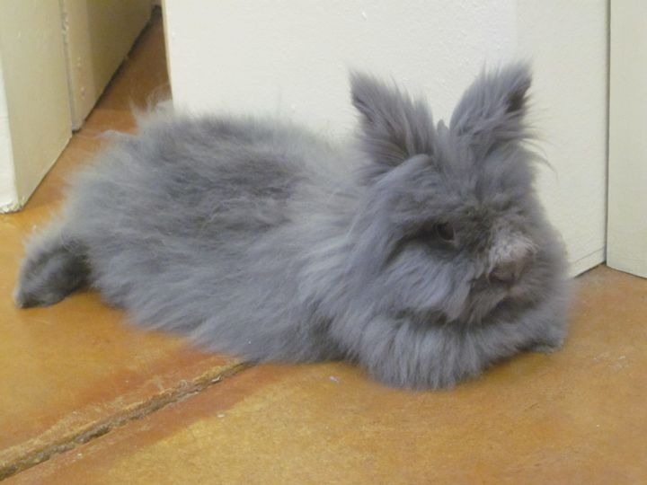 Angora Rabbit Colors
