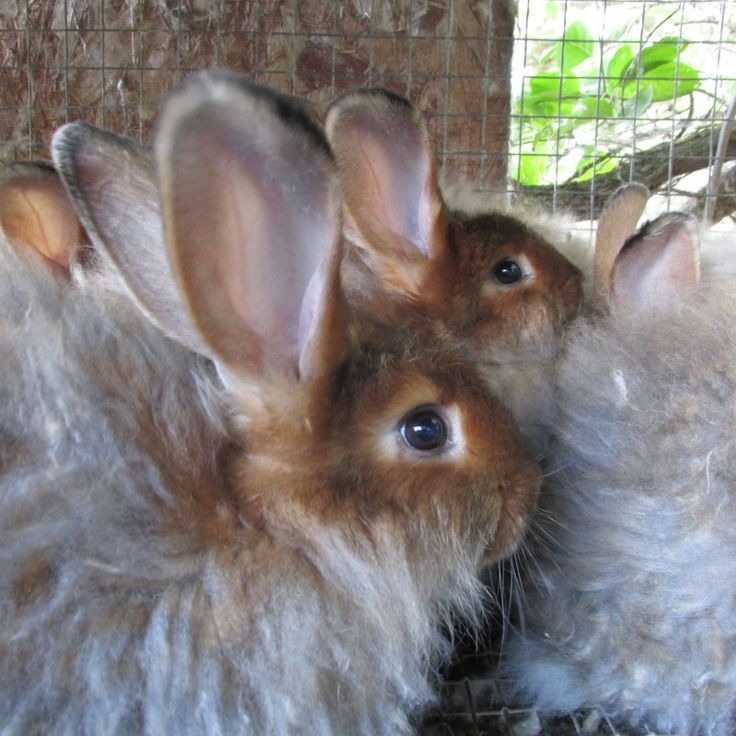 Angora Rabbit Colors