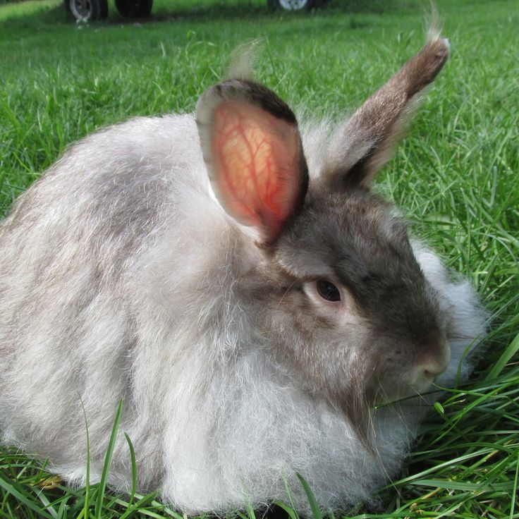 angora rabbit colors