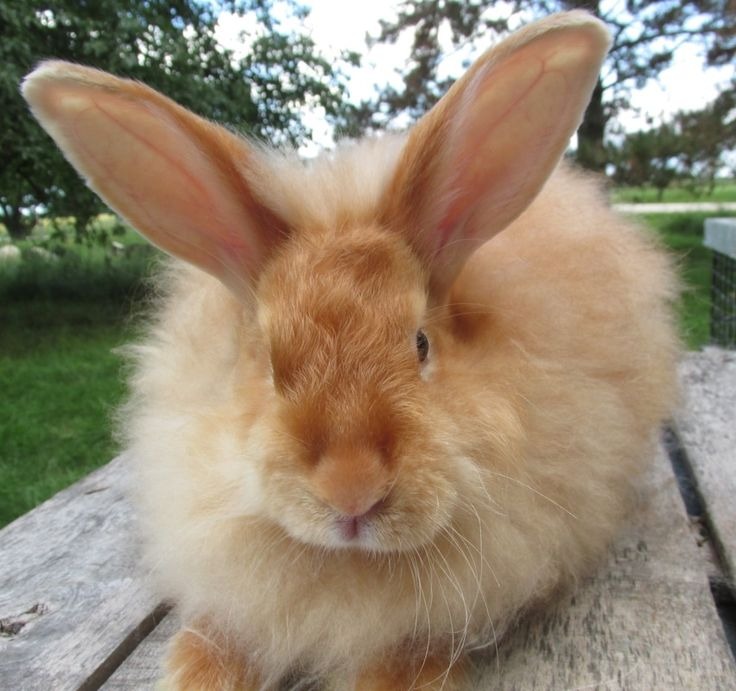 Angora Rabbit Colors