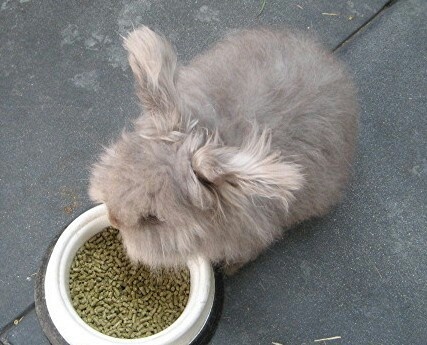 Angora Rabbit Colors