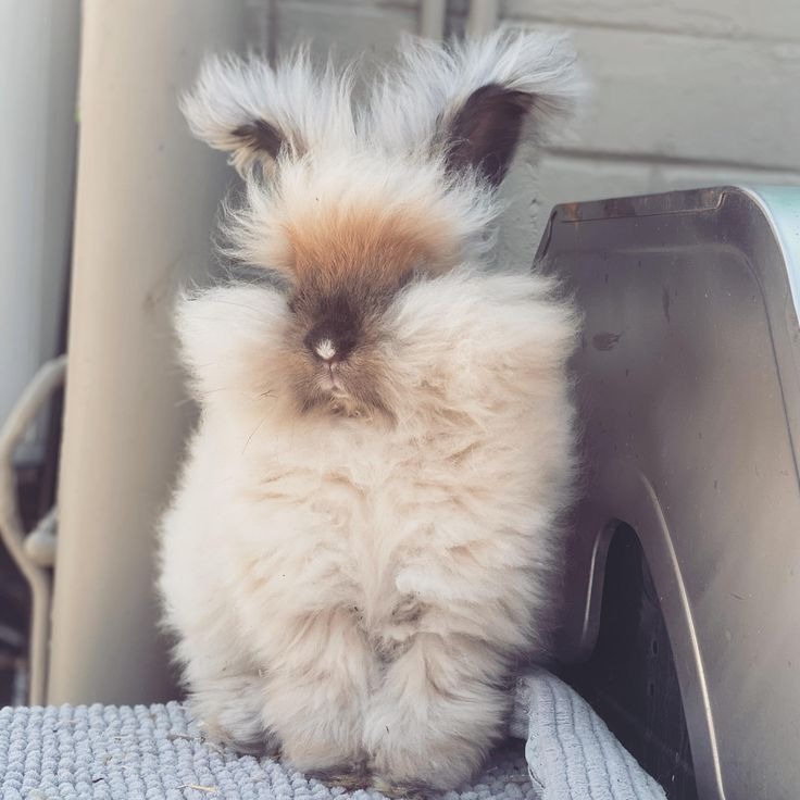 Angora Rabbit Colors