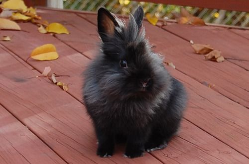 Angora Rabbit Colors