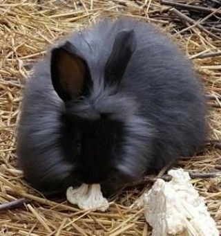 Angora Rabbit Colors