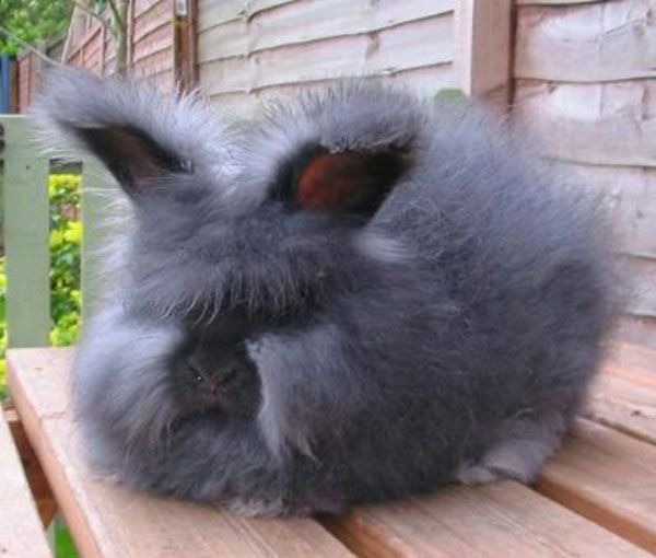 angora rabbit colors