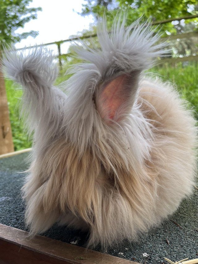 Angora Rabbit Colors