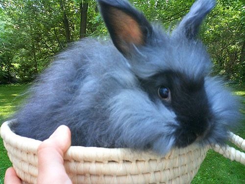 Angora Rabbit Colors