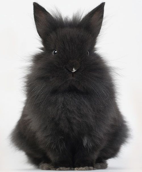 angora rabbit colors