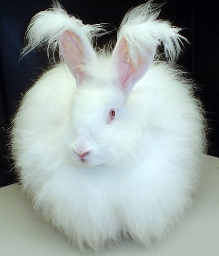 Angora Rabbit Colors