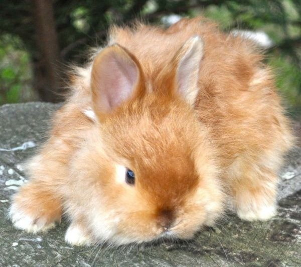 Angora Rabbit Colors