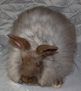 Angora Rabbit Colors