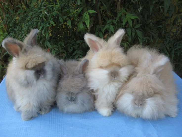 Angora Rabbit Colors