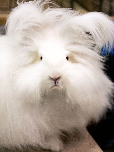 Angora Rabbit Colors