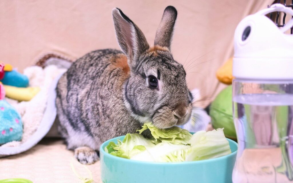 can bunnies eat cabbage