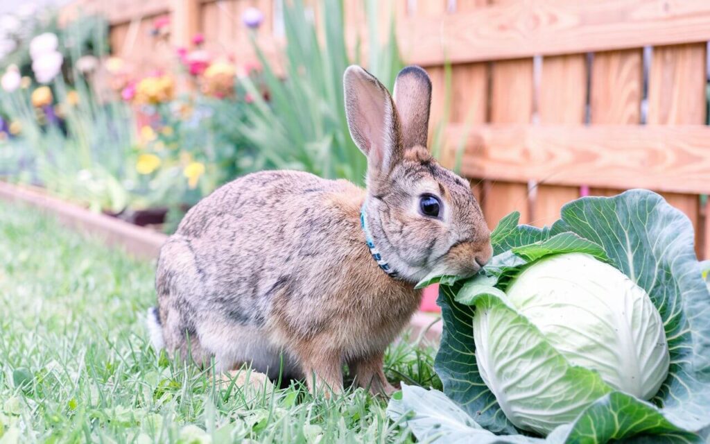 can bunnies eat cabbage