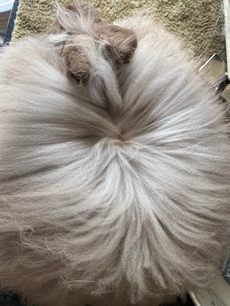 Angora Rabbit Colors