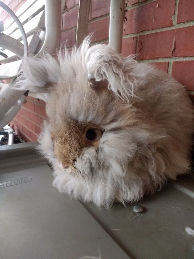 Angora Rabbit Colors