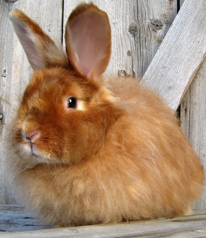 Angora Rabbit Colors