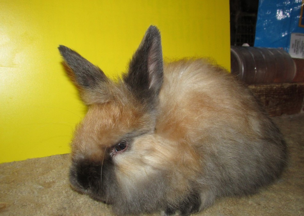 Angora Rabbit Colors