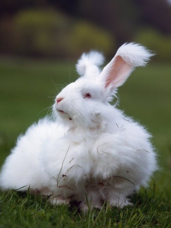 Angora Rabbit Colors
