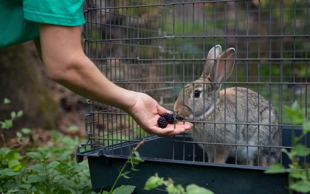 can rabbits eat blackberries
