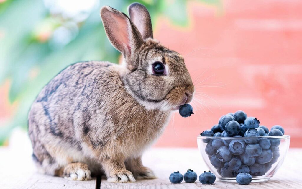 Can Rabbits Have Blueberries