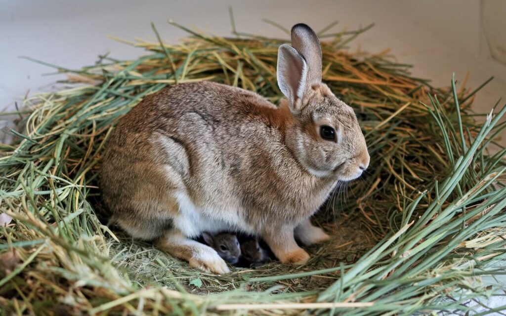 how long are rabbits pregnant​