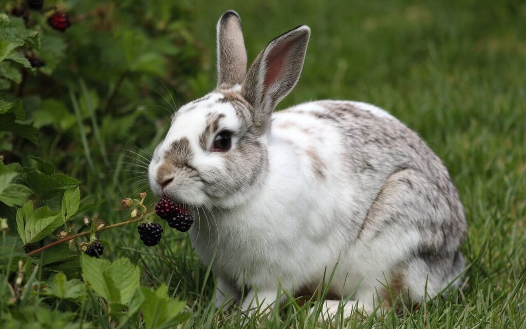 can rabbits eat blackberries