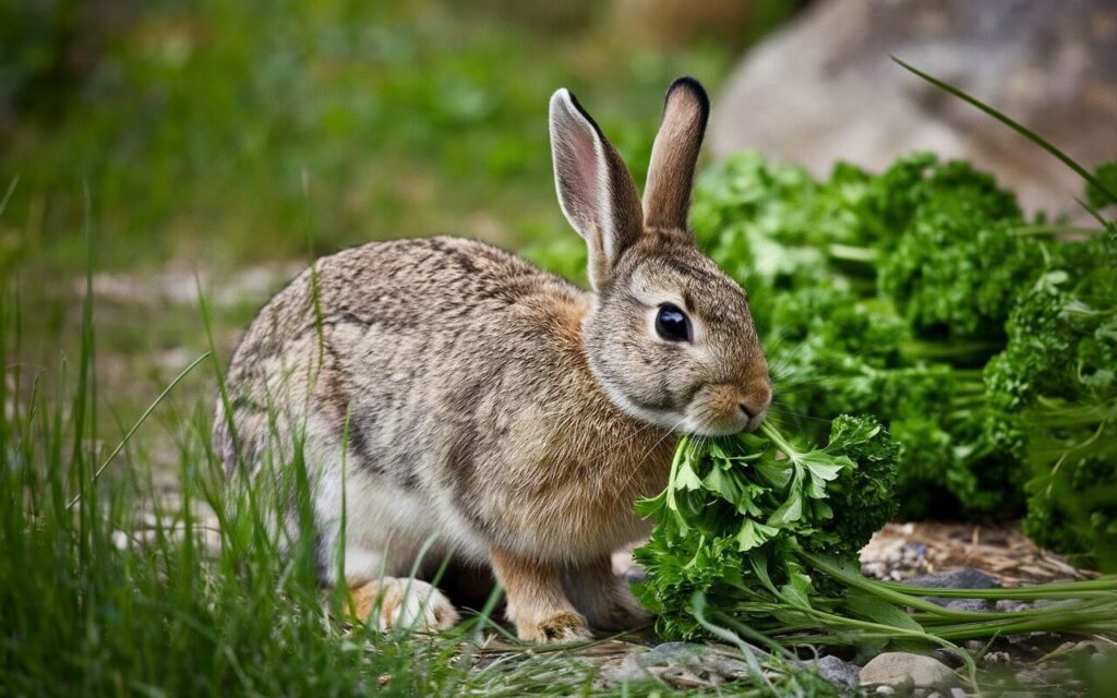 Can Rabbits Eat Parsley